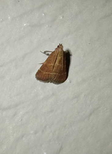 Posturing Arta Moth