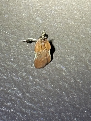 Boxwood Leaftier Moth