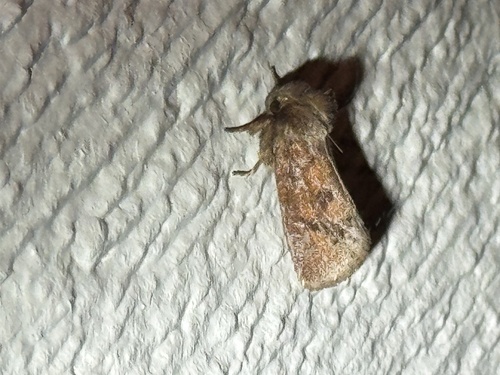Eastern Grass Tubeworm Moth