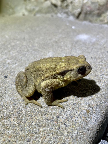 Spiny Toad