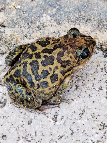 Iberian Spadefoot