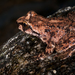 Rocky Mountain Tailed Frog - Photo (c) Charles (Chuck) Peterson, all rights reserved