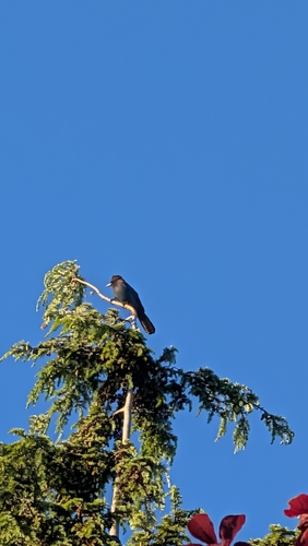 Steller's Jay
