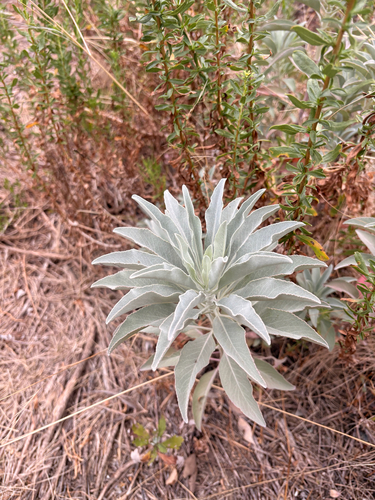 white sage
