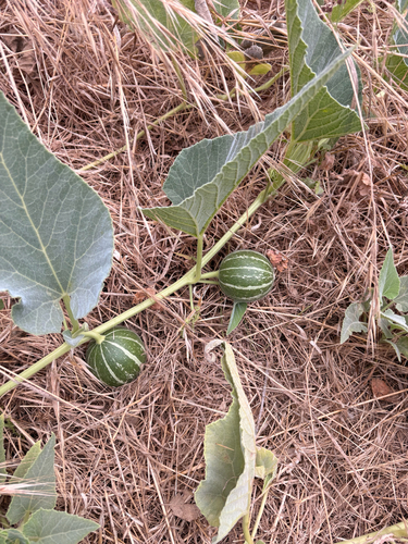 Buffalo Gourd