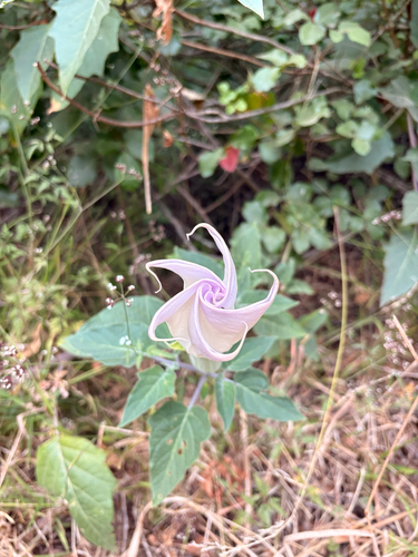 Sacred Datura