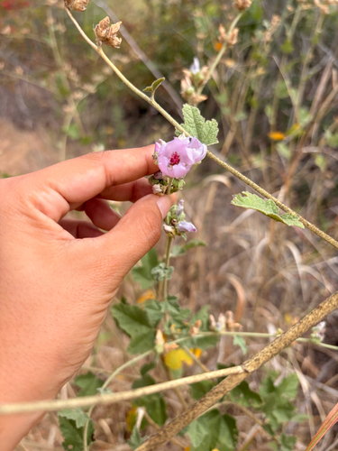 southern coastal bushmallow