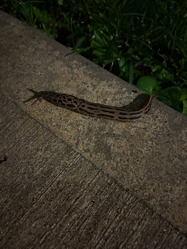 Leopard Slug
