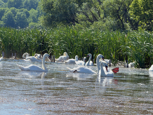 Mute Swan