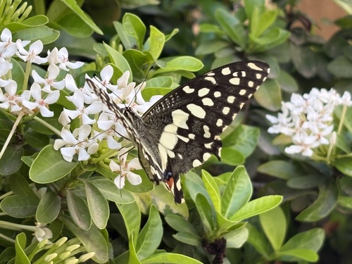 Lime Swallowtail