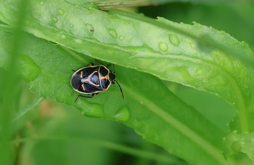 Eurydema gebleri rugosa