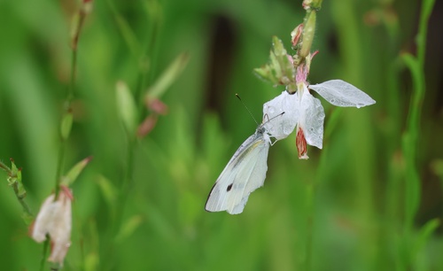 Small White
