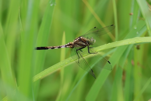 Orthetrum albistylum speciosum