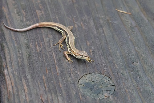 Japanese Grass Lizard