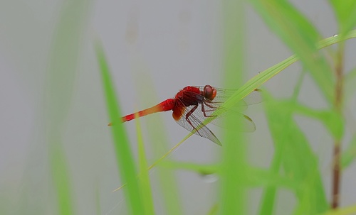 Crocothemis servilia mariannae