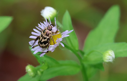 Oriental Beetle