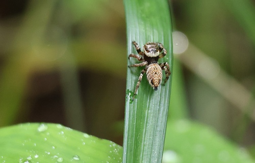 White-eyebrowed Jumping Spider