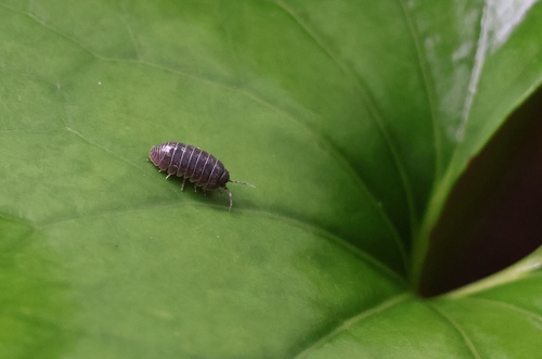 Common Pill Woodlouse