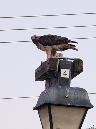 Red-tailed Hawk