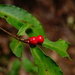 Coralberry - Photo (c) huijuan, all rights reserved