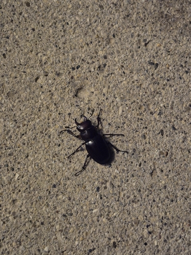 Reddish-brown Stag Beetle
