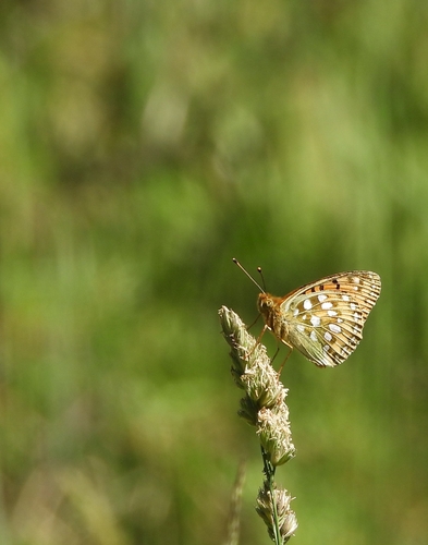 Dark Green Fritillary