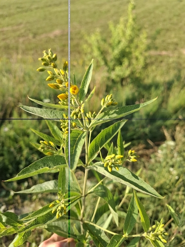 Yellow Loosestrife