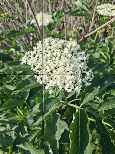 European black elderberry