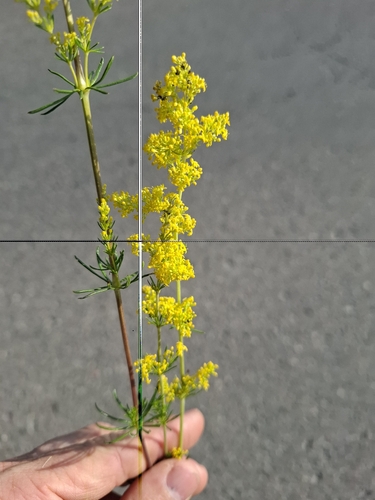 Lady's Bedstraw