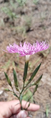 Long-calyx pink