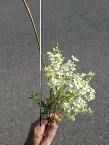 Dropwort