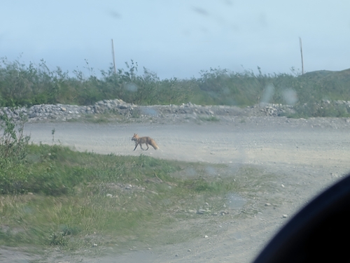 Red Fox