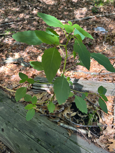 common jewelweed
