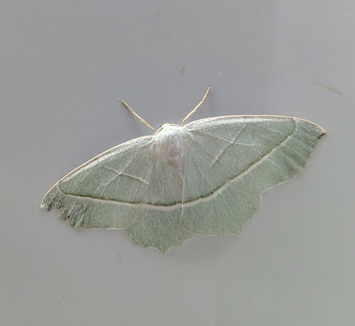 Light Emerald