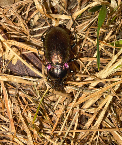 Bronze Ground Beetle