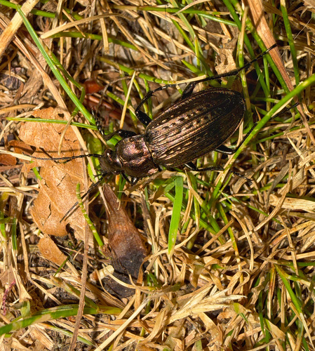 Granulated Ground Beetle