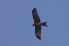 Black Kite