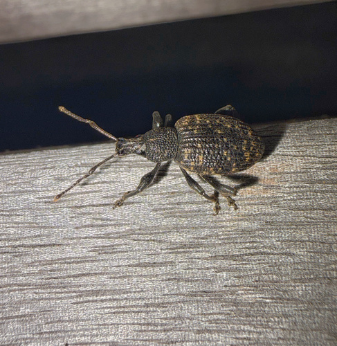 Black Vine Weevil