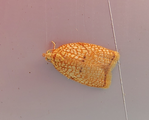 Maple Leaftier Moth