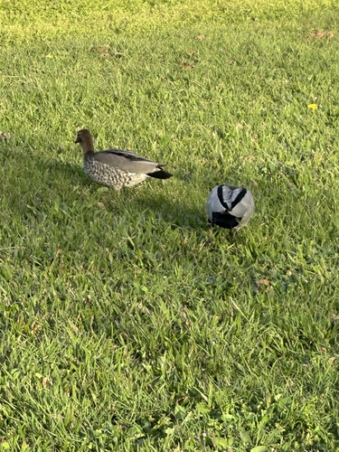 Australian Wood Duck