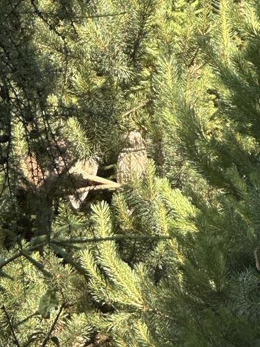 Long-eared Owl
