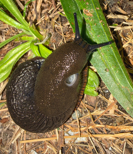 Black Slug