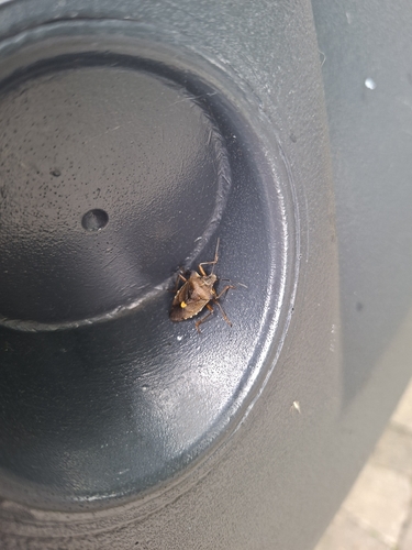 Forest Bug