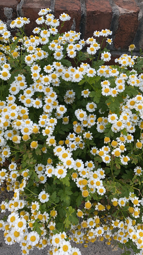 feverfew