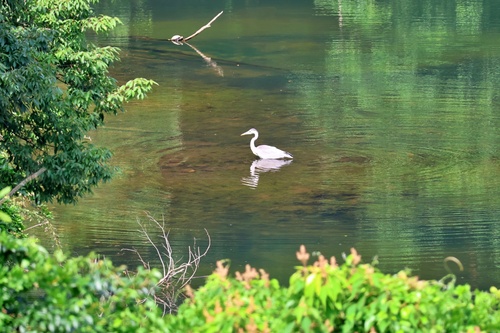 Eastern Grey Heron