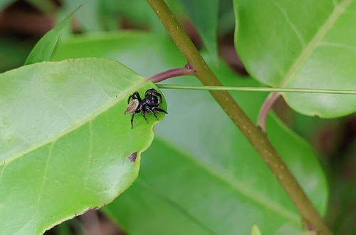 White-eyebrowed Jumping Spider