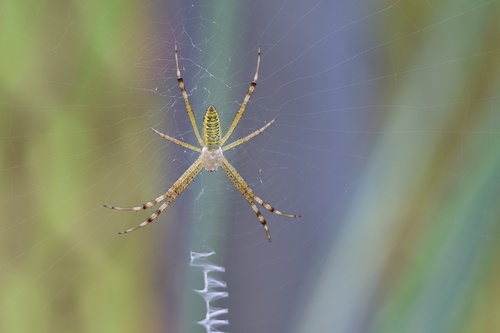 Wasp Spider