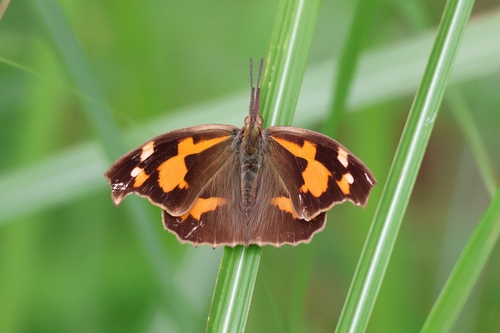Libythea lepita celtoides