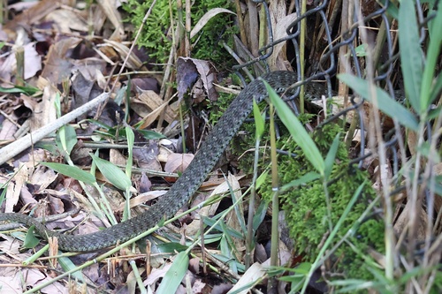 Tiger Keelback