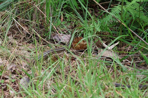 Japanese Four-lined Ratsnake